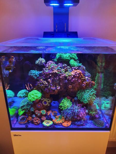 D-D Aquariums H2Ocean Coral Colour (Mobile Phone Lens/Filter)