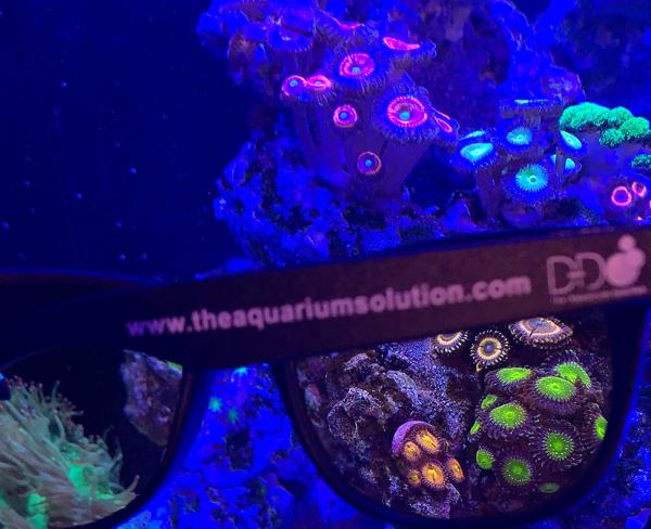 D-D Aquariums Coral  Viewing Sunglasses